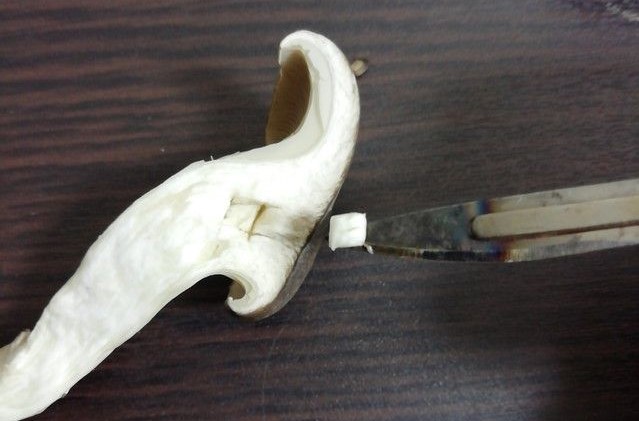 きのこの欠片を取り出した