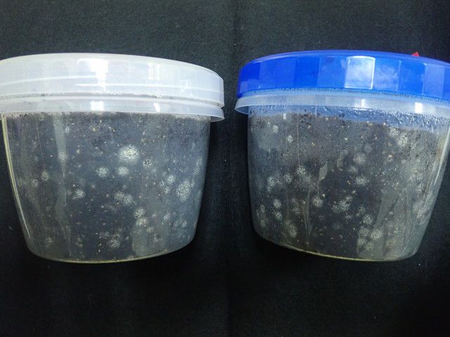 培地の全体から雑菌が生えている