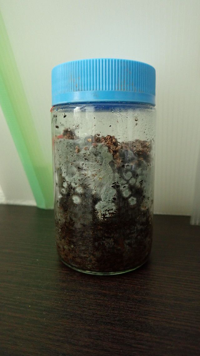 培地の上部から雑菌が生えていている