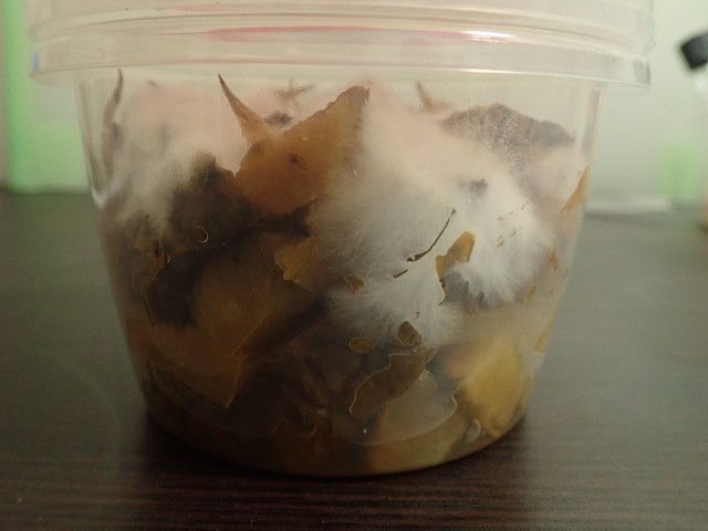 白くて太い菌糸が生えている