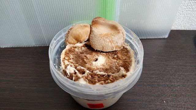 容器からシイタケが生えている