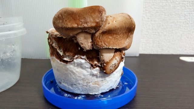つぶれたシイタケが生えている