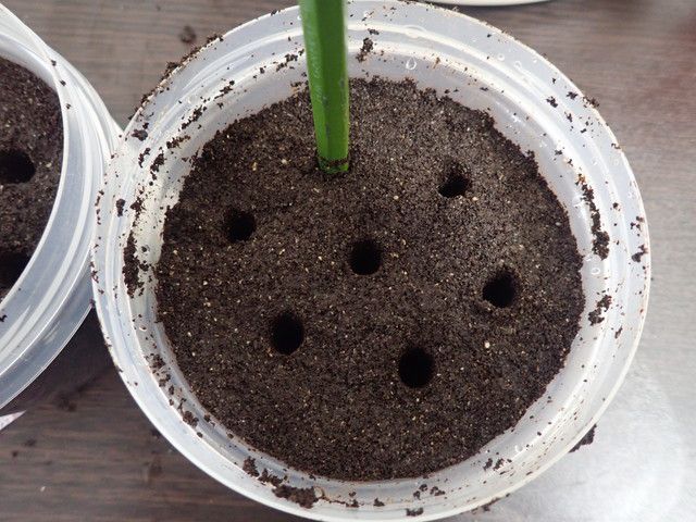 鉛筆で培地に孔をあけている