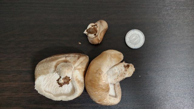 収穫したシイタケ