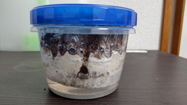 シイタケ培地を水に浸している