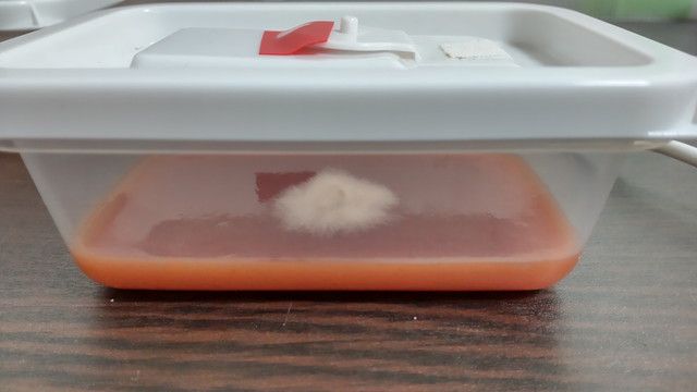 タッパーでシイタケ菌糸を培養している