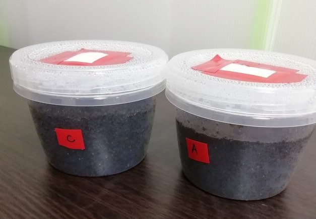 キンデル２号に培地が入っている