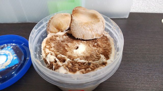 キンデル２号からシイタケが生えている