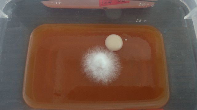 培地、菌糸、雑菌