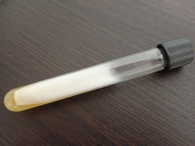 きのこ, 種菌, 作り方, 原菌の写真