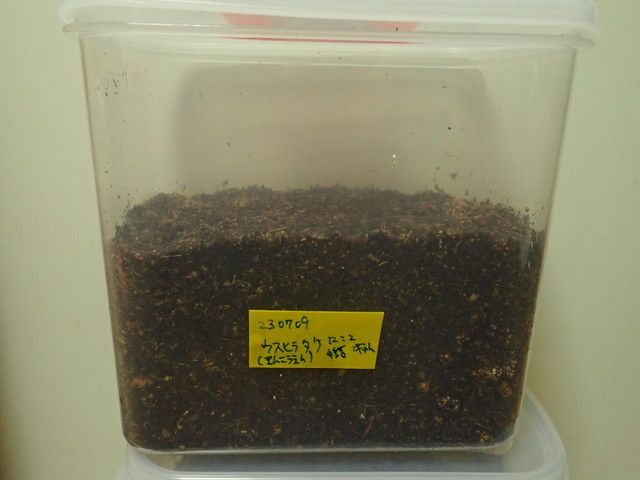 タッパーで作ったきのこ栽培容器