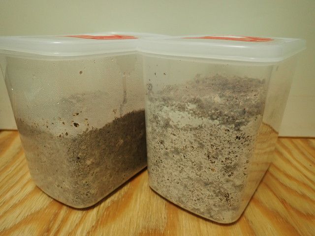 タッパーで作ったきのこ栽培容器できのこを培養している