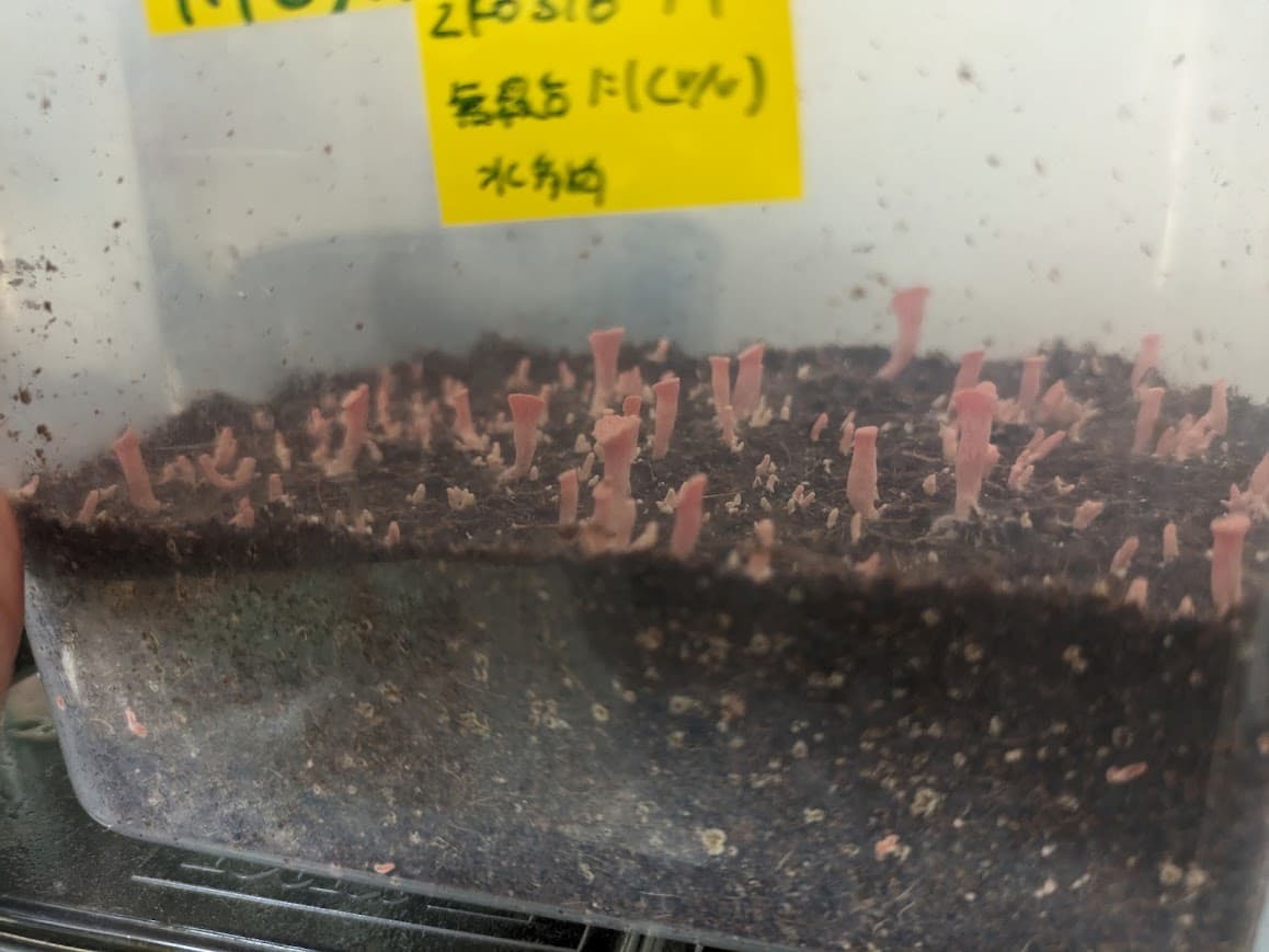 トキイロヒラタケ, 無殺菌栽培