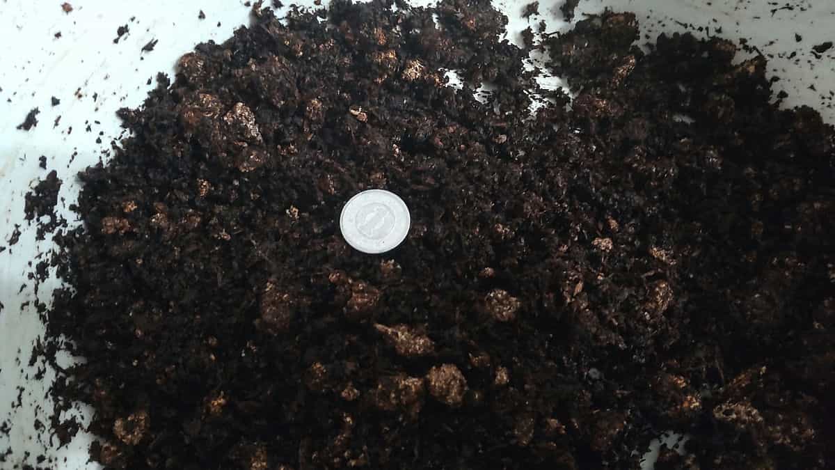 ヤシガラ培土と種菌をまぜる