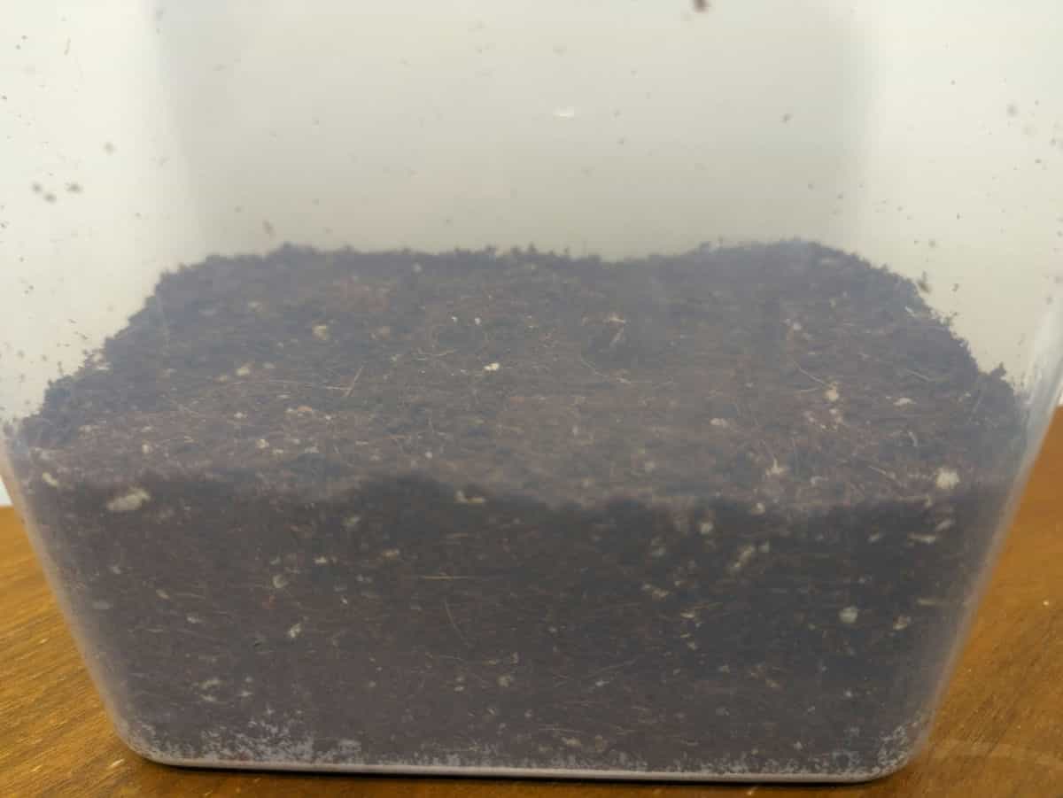 容器に詰めた菌床の元