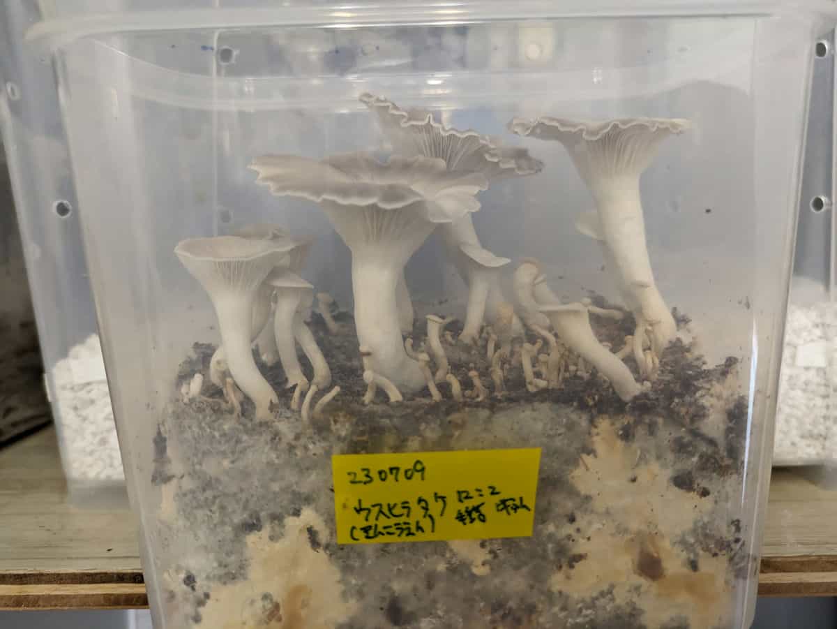 ウスヒラタケが発生している