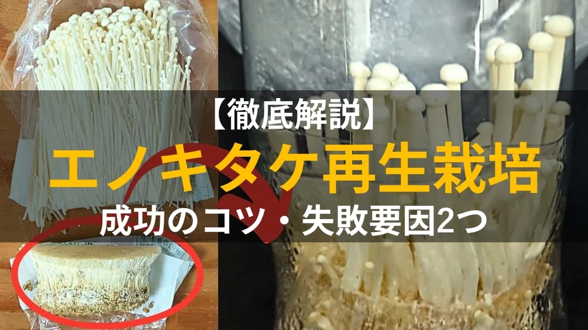 【徹底解説】エノキタケを再生栽培しよう!成功のコツと、失敗しやすい2つの要因とは? - さかなきのこ