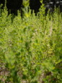 20110613064843