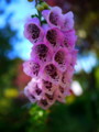 20110613074217