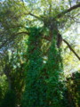 20110620072644
