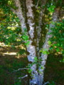 20110711070004