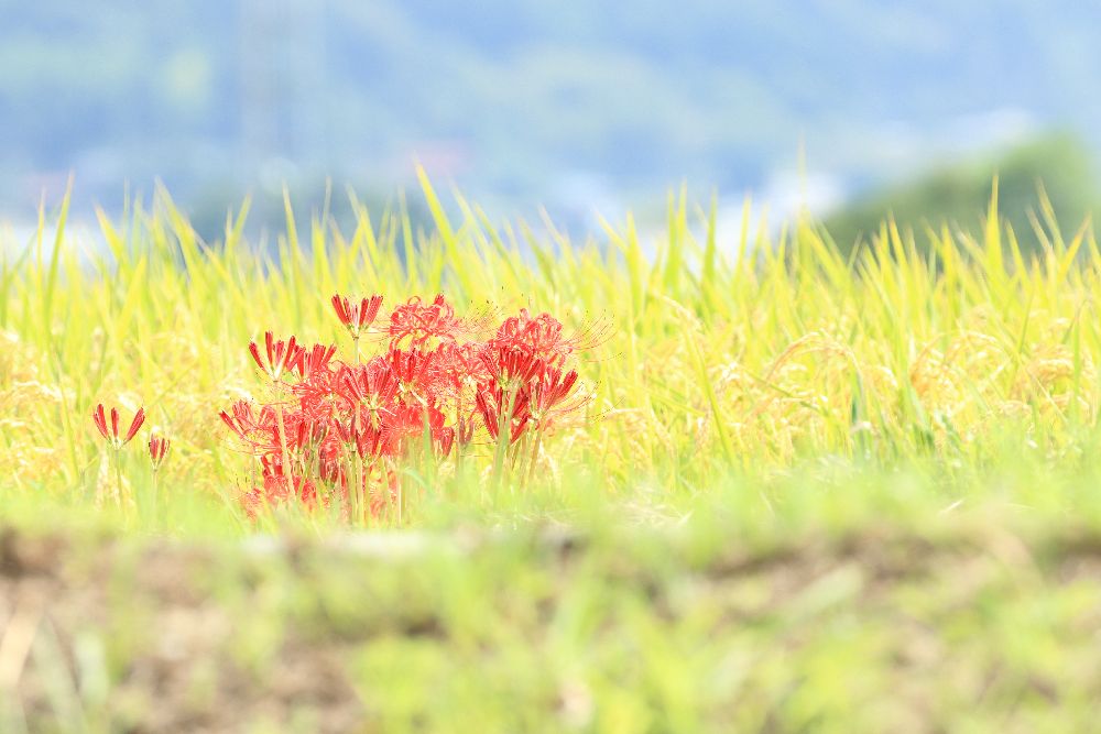 f:id:mori-sun:20180916100926j:plain