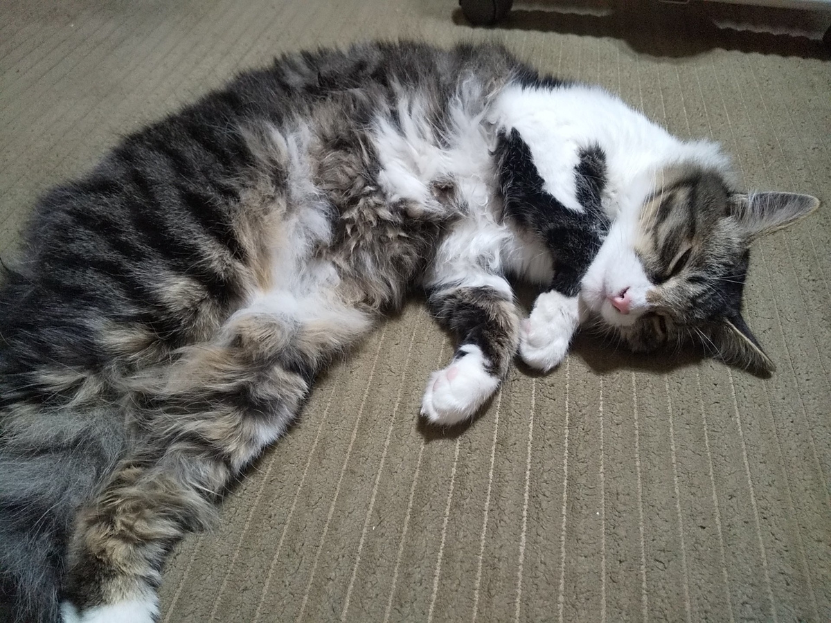 猫のいる暮らし レオ君