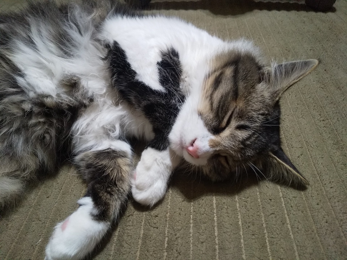 猫のいる暮らし レオ君