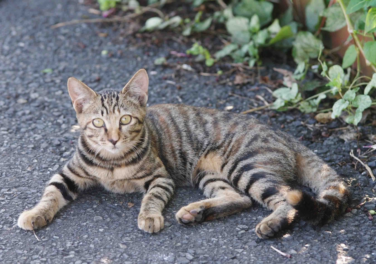 E127系0番台 南武支線 ワンマン 武蔵白石 浜川崎 尻手 川崎新町 E233系8000 南武線 205系1100番台 鶴見線 撮影地 貨物列車 ネコ 猫 子猫 猫カフェ 野良猫