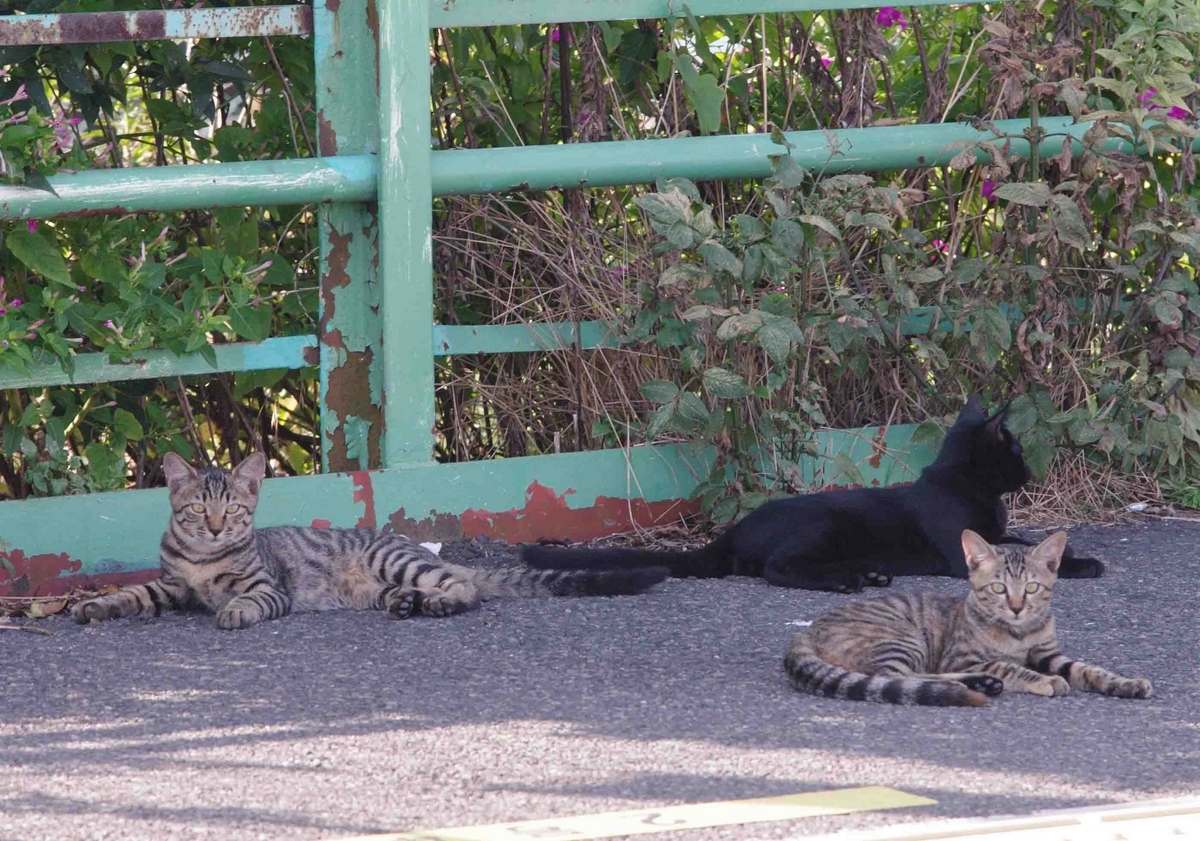 E127系0番台 南武支線 ワンマン 武蔵白石 浜川崎 尻手 川崎新町 E233系8000 南武線 205系1100番台 鶴見線 撮影地 貨物列車 ネコ 猫 子猫 猫カフェ 野良猫
