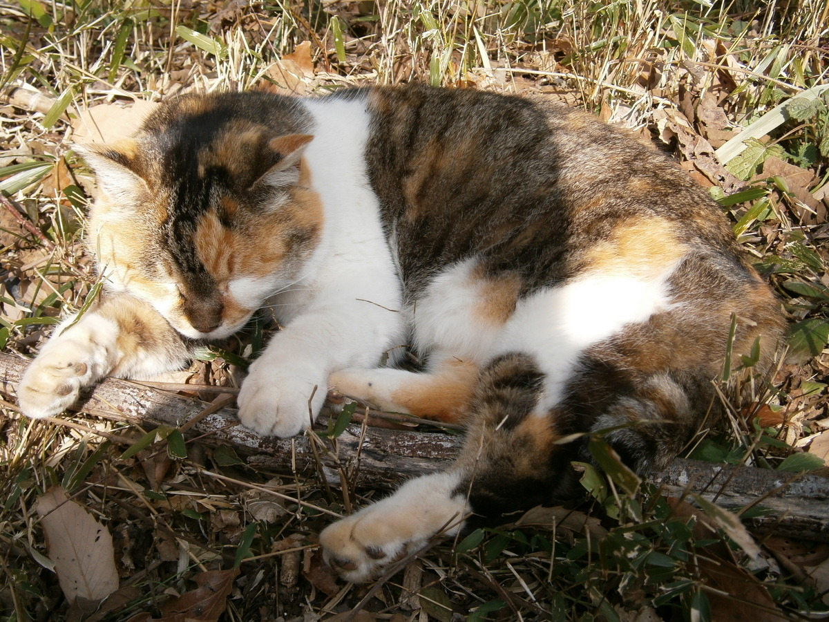 世界猫の日】旅行先で出会ったねこちゃん達 2024【関東ネコ歩き】 - 袴