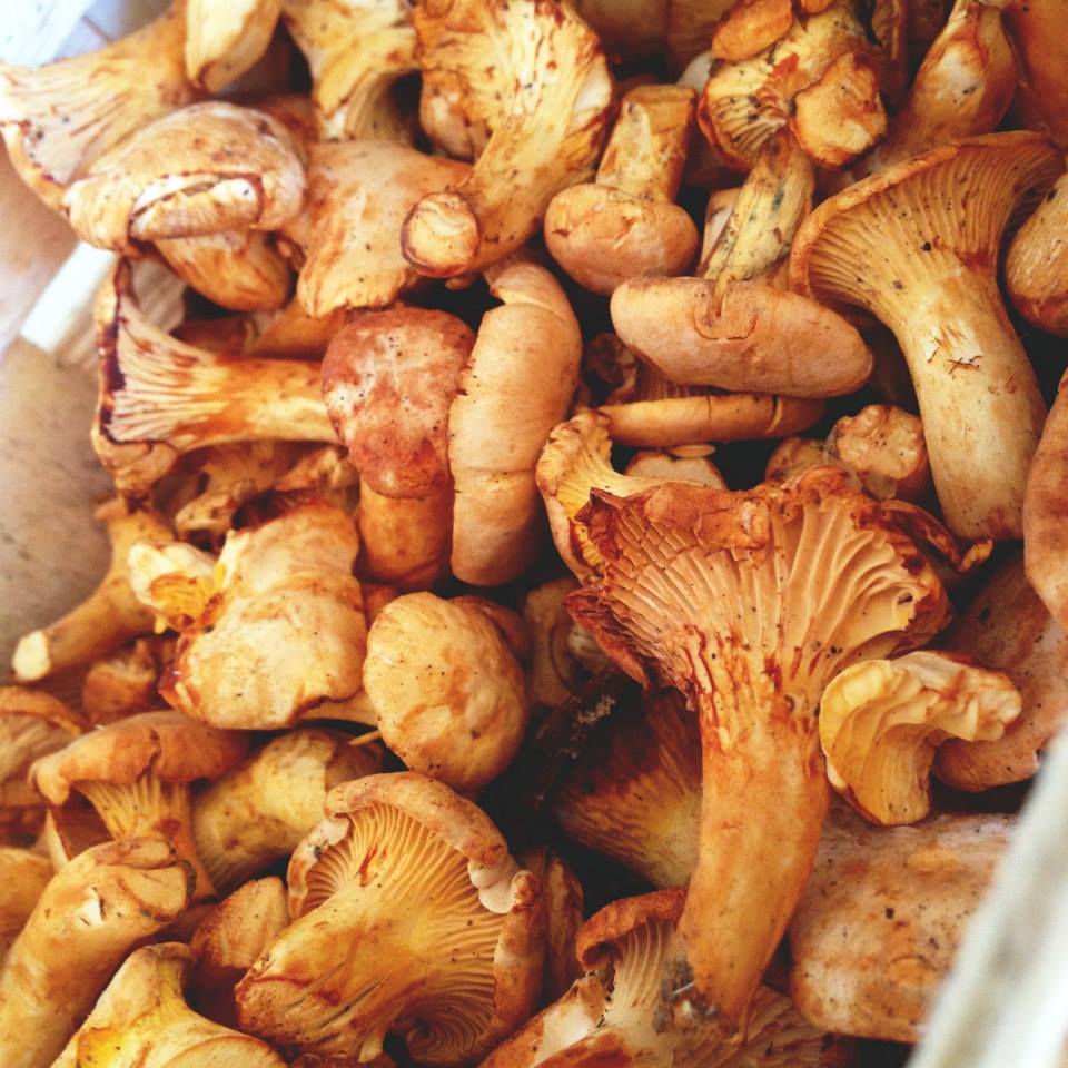ベルリン見聞録 食欲の秋 ドイツの秋の味覚は 発酵し続けている Federweisser生ワインと え 毒キノコ 旬の終わりのpfifferlingアンズ茸をご紹介 ベルリンから人生敗者復活戦