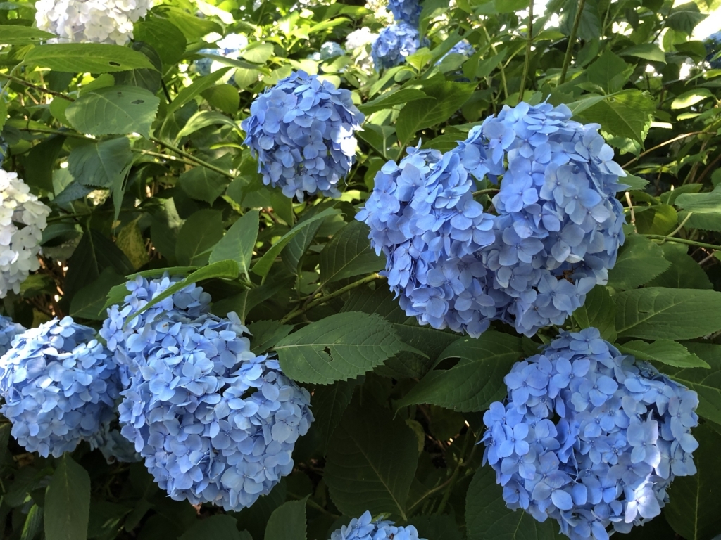 f:id:moribizennokami:20180618215007j:plain f:id:moribizennokami:20180618215007j:plain