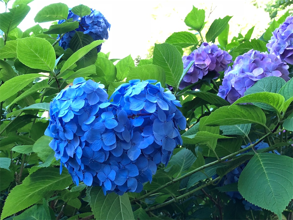 f:id:moribizennokami:20180916141456j:image f:id:moribizennokami:20180916141456j:image