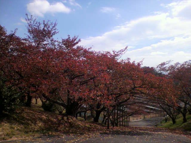 f:id:moricchan24:20181106170909j:plain f:id:moricchan24:20181106170909j:plain
