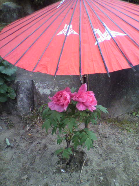 f:id:moricchan24:20190112185235j:plain f:id:moricchan24:20190112185235j:plain