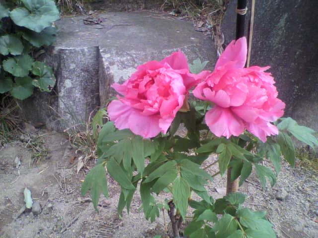 f:id:moricchan24:20190112185259j:plain f:id:moricchan24:20190112185259j:plain
