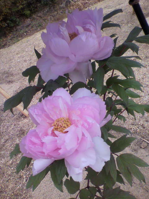 f:id:moricchan24:20190115160552j:plain f:id:moricchan24:20190115160552j:plain