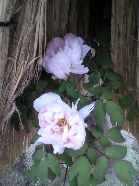 f:id:moricchan24:20190115160638j:plain f:id:moricchan24:20190115160638j:plain