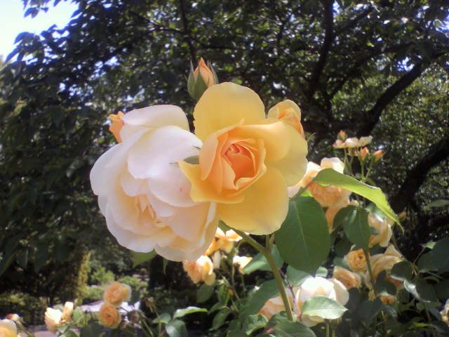 f:id:moricchan24:20190601191815j:plain f:id:moricchan24:20190601191815j:plain