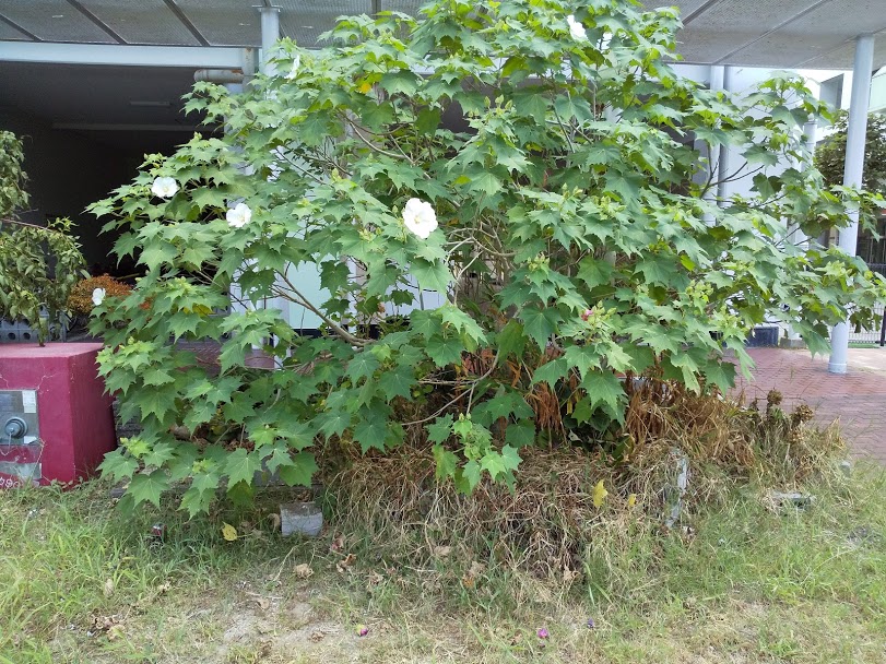 f:id:moricchan24:20200829185034j:plain f:id:moricchan24:20200829185034j:plain