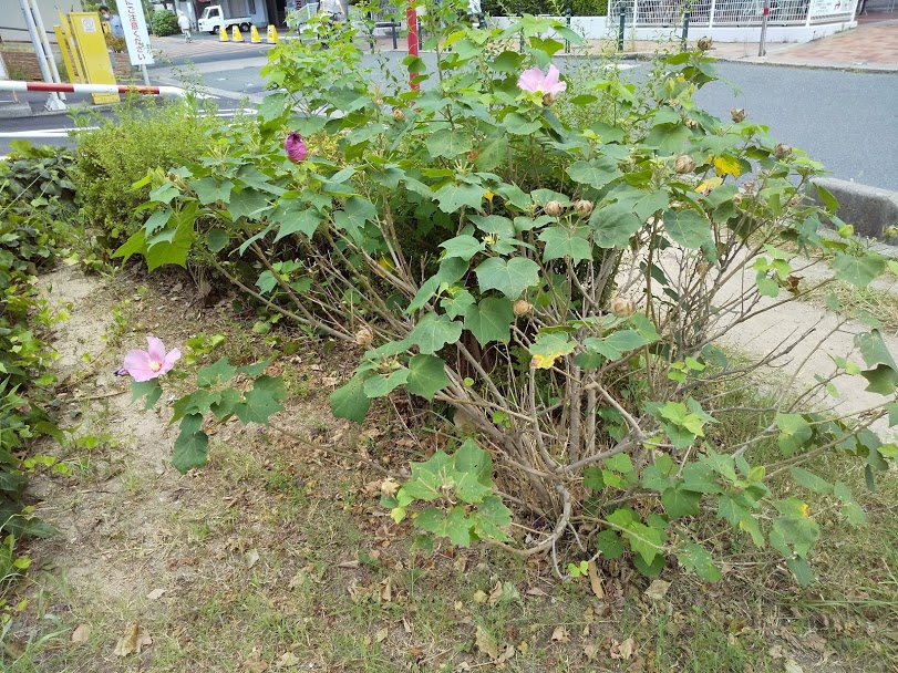 f:id:moricchan24:20200829185152j:plain f:id:moricchan24:20200829185152j:plain