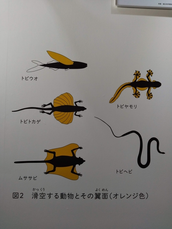 特別展 鳥」へ ② - もりっちゃんのゆるブログ