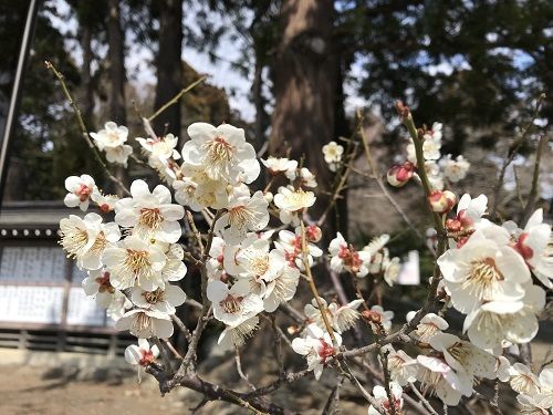 f:id:morigadaisuki:20190317163339j:plain