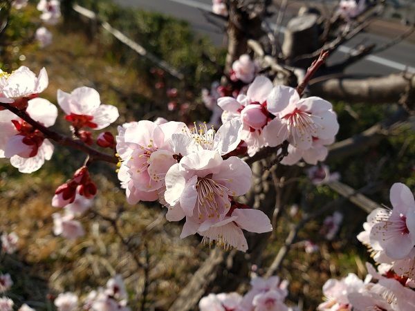 f:id:morigadaisuki:20200325233829j:plain f:id:morigadaisuki:20200325233829j:plain