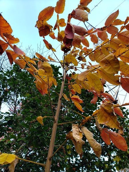 f:id:morigadaisuki:20201115141229j:plain f:id:morigadaisuki:20201115141229j:plain