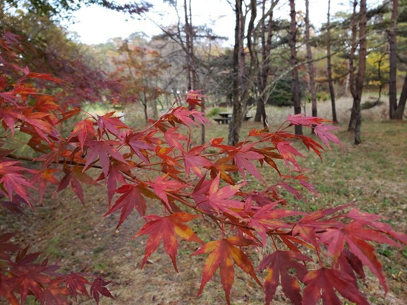 f:id:morigadaisuki:20201123162044j:plain