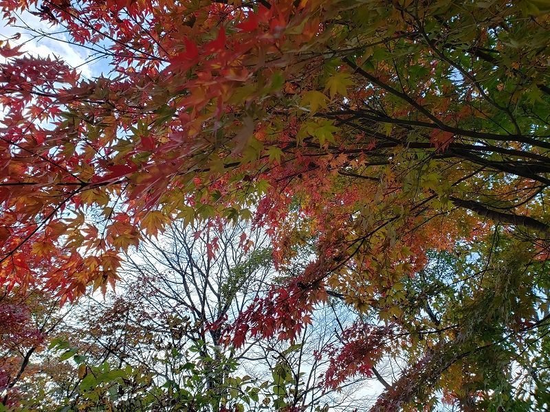 f:id:morigadaisuki:20201123162047j:plain