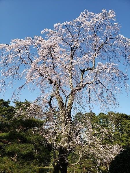 f:id:morigadaisuki:20210408164107j:plain