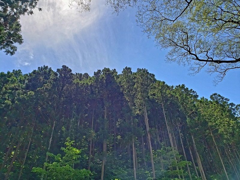 柳津虚空蔵尊その1 大鳥居と菅野さんの石碑 宮城県登米市津山町 素晴らしき日々 みんな仲良し 柳津虚空蔵尊その1 大鳥居と菅野さんの石碑 宮城県登米市津山町 素晴らしき日々 みんな仲良し
